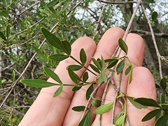 Fraxinus greggii
