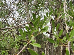 Fraxinus greggii