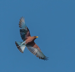 Eurystomus glaucurus