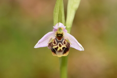 Ophrys oestrifera
