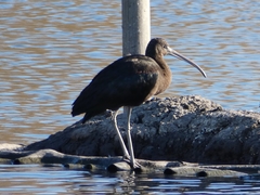 Plegadis falcinellus