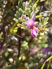 Indigofera bisacculata