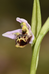 Ophrys oestrifera