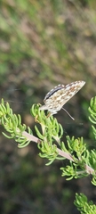 Tarucus thespis