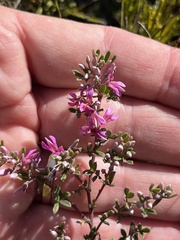 Indigofera bisacculata