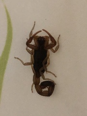 Centruroides edwardsii