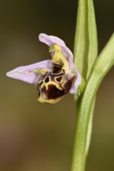Ophrys oestrifera