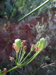 Tulbaghia