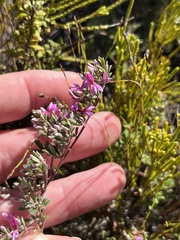 Indigofera bisacculata