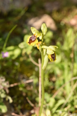 Ophrys