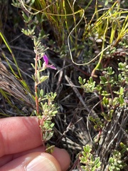 Indigofera bisacculata