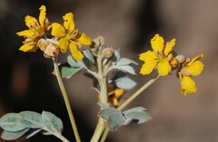 Senna covesii