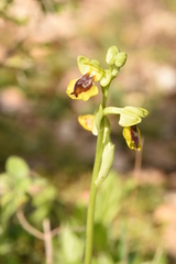 Ophrys