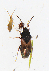 Tropistethus