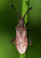 Coriomeris