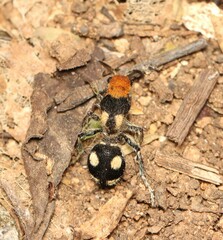 Dasymutilla araneoides