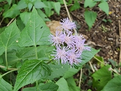 Tamaulipa azurea