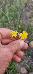 Linum africanum