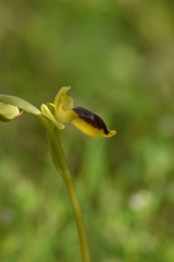 Ophrys lutea lutea