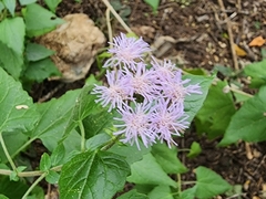 Tamaulipa azurea