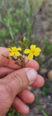 Linum africanum