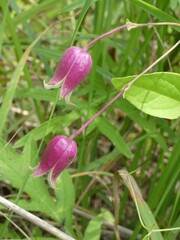 Clematis viorna