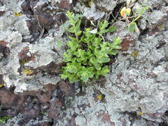 Sedum ebracteatum
