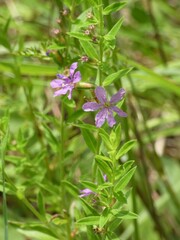 Lythrum alatum