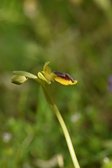 Ophrys lutea lutea