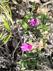 Indigofera bisacculata