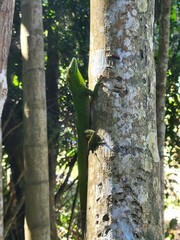 Anolis garmani