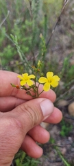 Linum africanum
