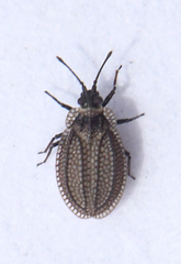 Acalypta gracilis
