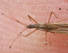 Berytinus