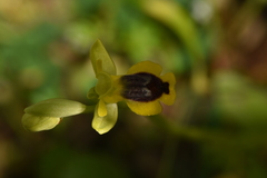 Ophrys lutea lutea
