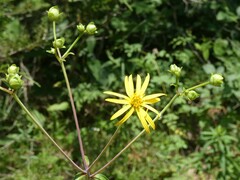Silphium asteriscus trifoliatum