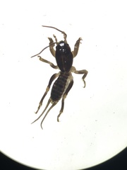 Tridactylidae