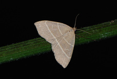 Trisateles emortualis