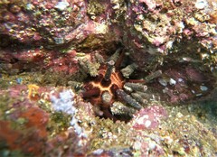Eucidaris thouarsii