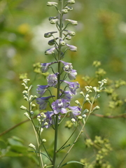 Delphinium exaltatum