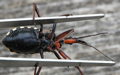 Rhynocoris erythropus