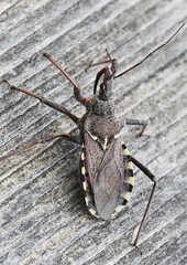 Rhynocoris erythropus