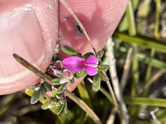 Indigofera bisacculata