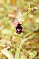 Ophrys ferrum-equinum