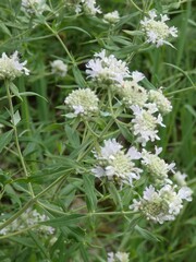 Pycnanthemum verticillatum