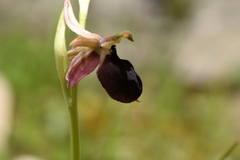 Ophrys ferrum-equinum