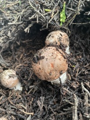 Agaricus brunneofibrillosus