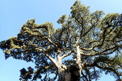 Pinus canariensis