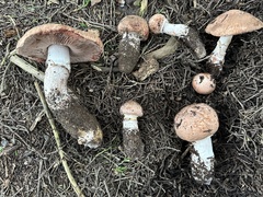 Agaricus brunneofibrillosus