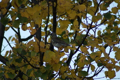 Turdus pilaris